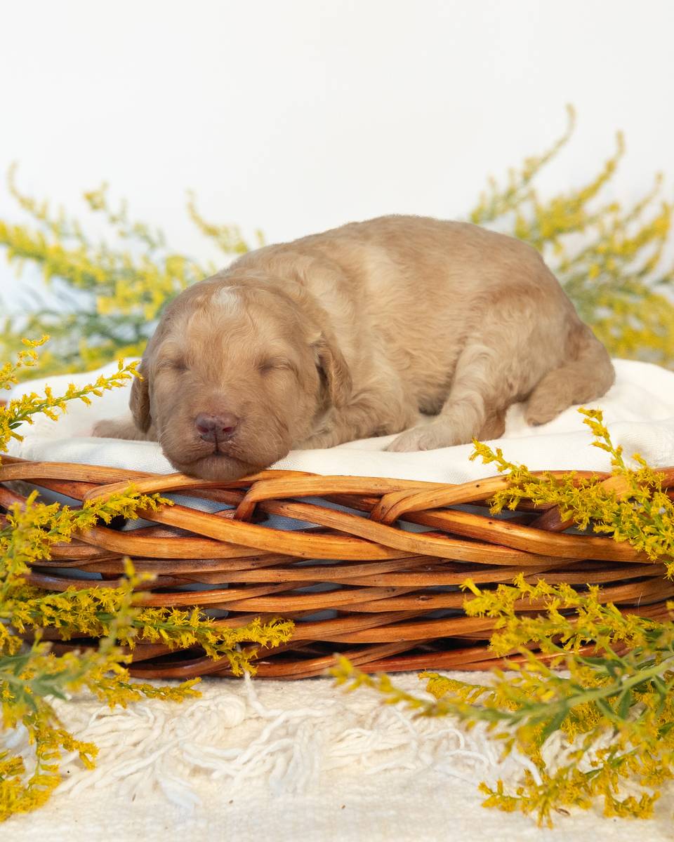 Ginny, a Golden Goldendoodle puppy