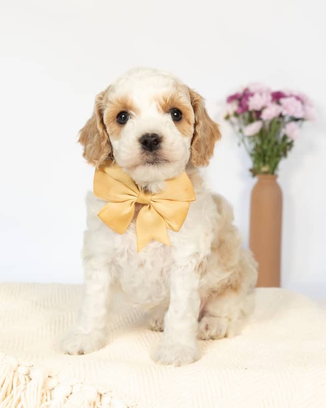 Wentworth, a Golden Parti Cockapoo puppy