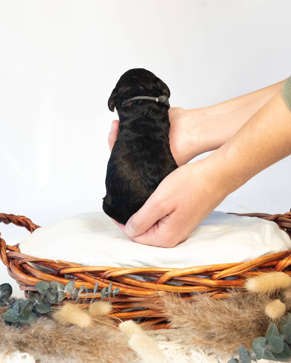 Bjorn, a Phantom Bernedoodle puppy