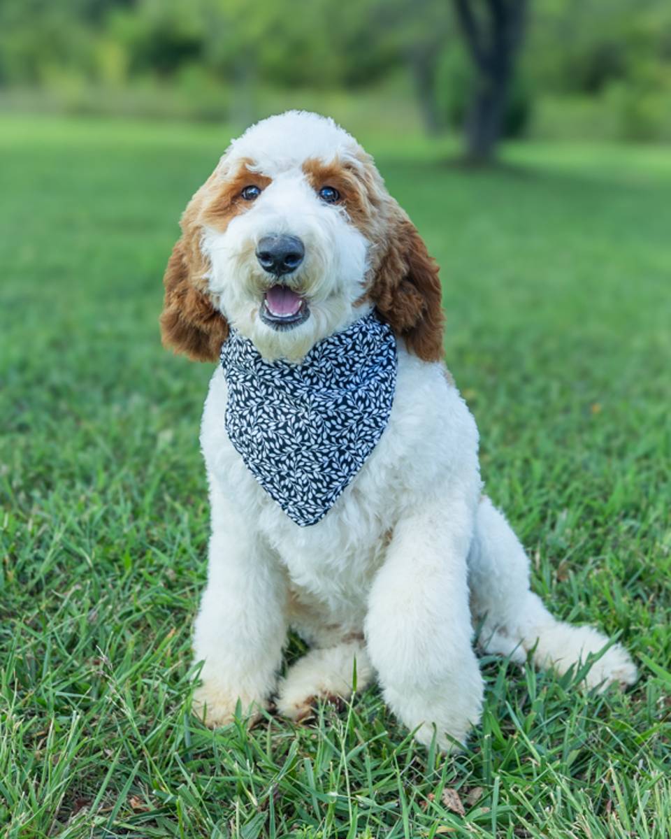 Ben, a Golden Parti Goldendoodle puppy