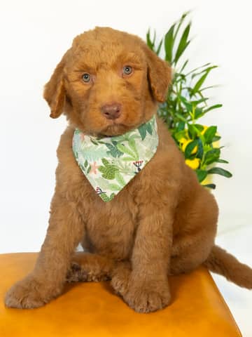 Golden with White Markings Goldendoodle puppy Smee