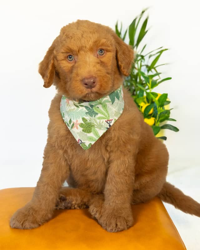 Smee, a Golden with White Markings Goldendoodle puppy