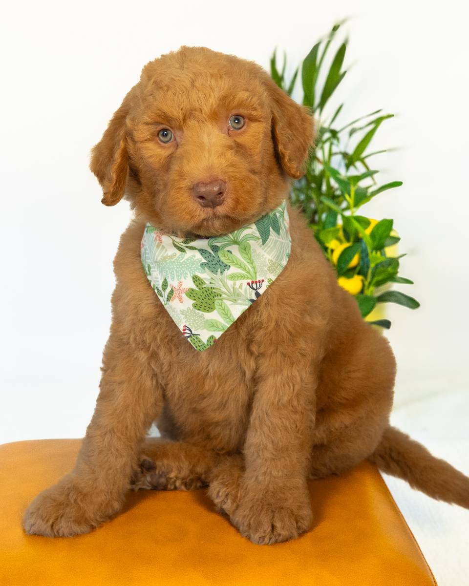 Smee — Golden with White Markings Goldendoodle puppy from Forever and Always Doodles, Virginia