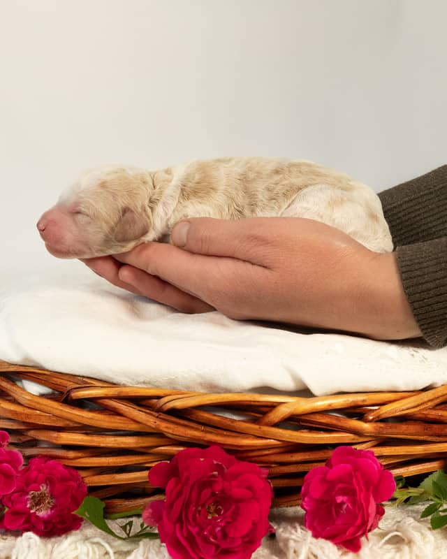 Javi, a Golden Parti Goldendoodle puppy