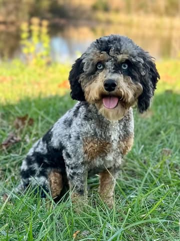 Obi, a Cockapoo sire
