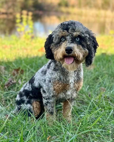 Obi, a Cockapoo sire