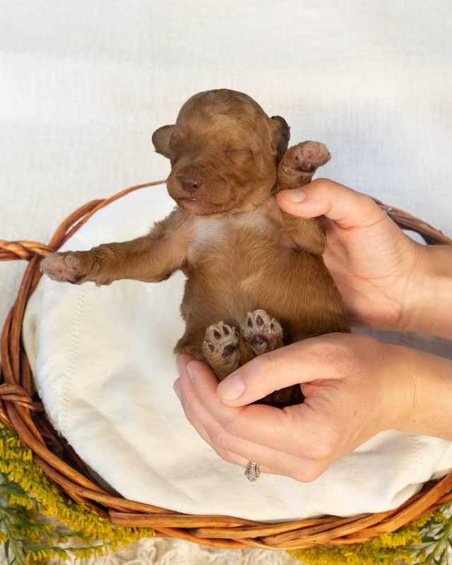 Harry, a Goldendoodle puppy