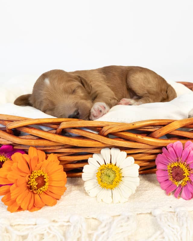 Dodge, a Golden with White Markings Goldendoodle puppy