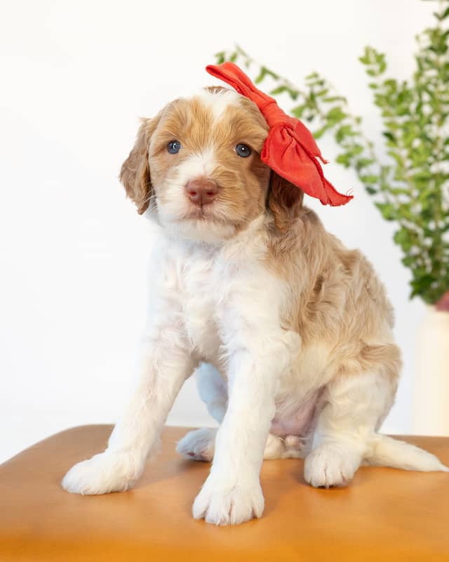 Peony, a Golden Parti Goldendoodle puppy
