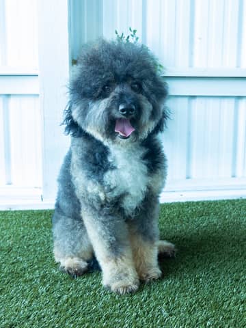 Chester, a Bernedoodle sire
