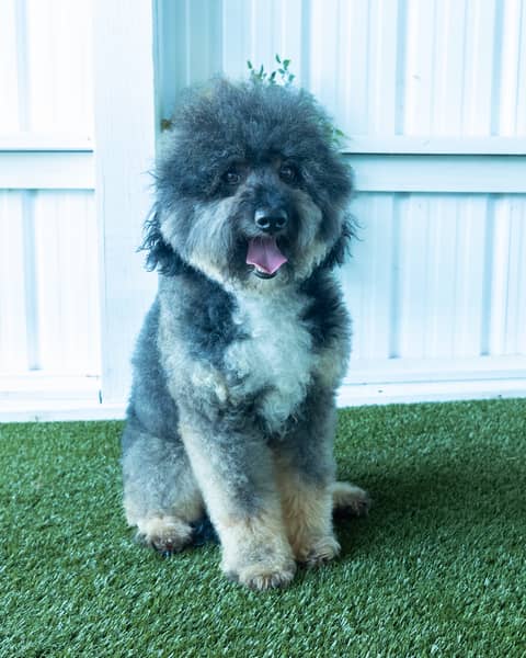 Chester, a Bernedoodle sire