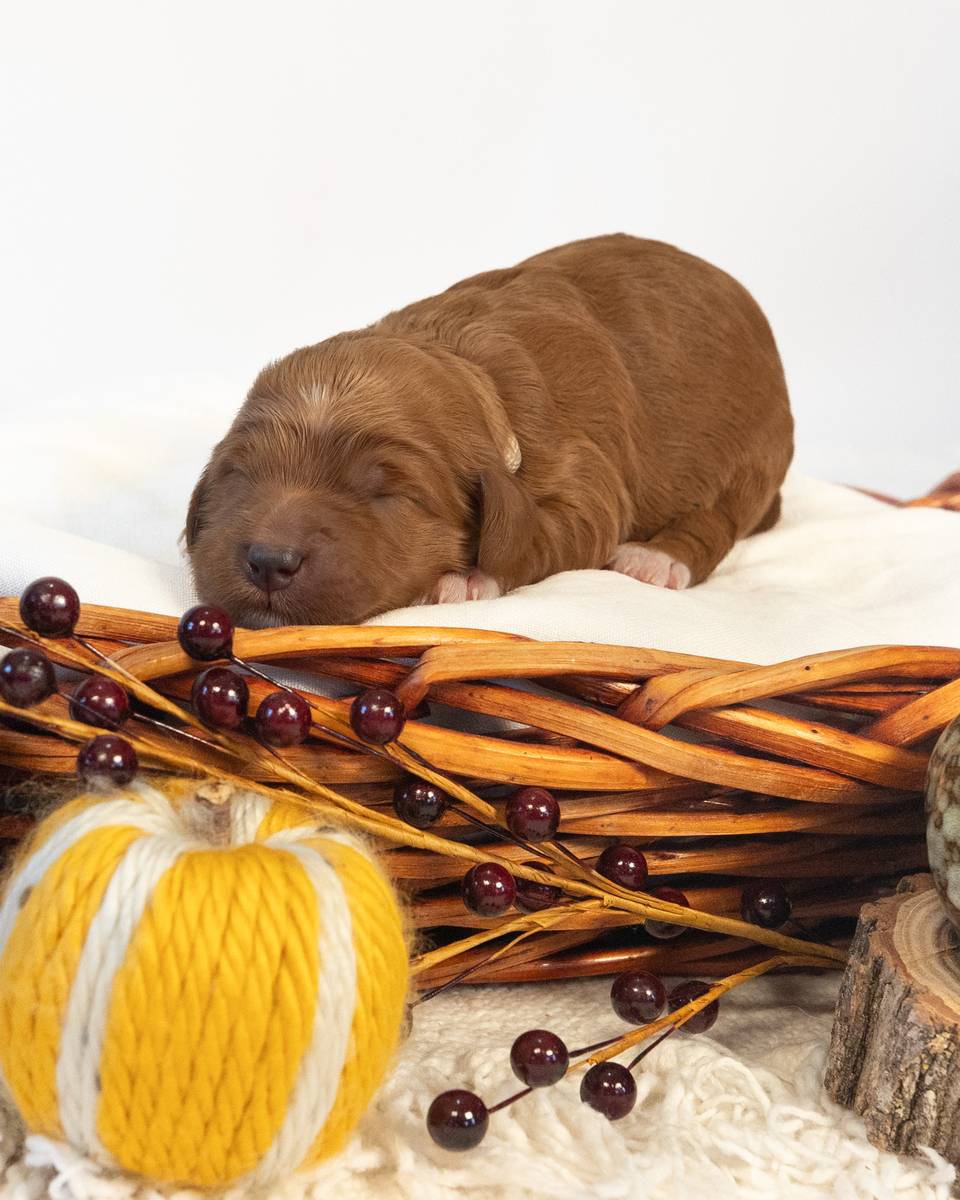Nutmeg, a Golden with White Markings Goldendoodle puppy