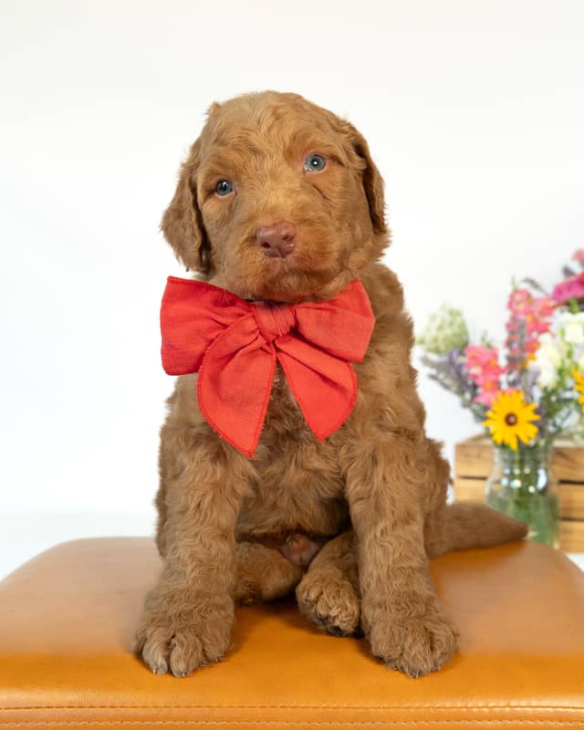 Smee, a Golden with White Markings Goldendoodle puppy