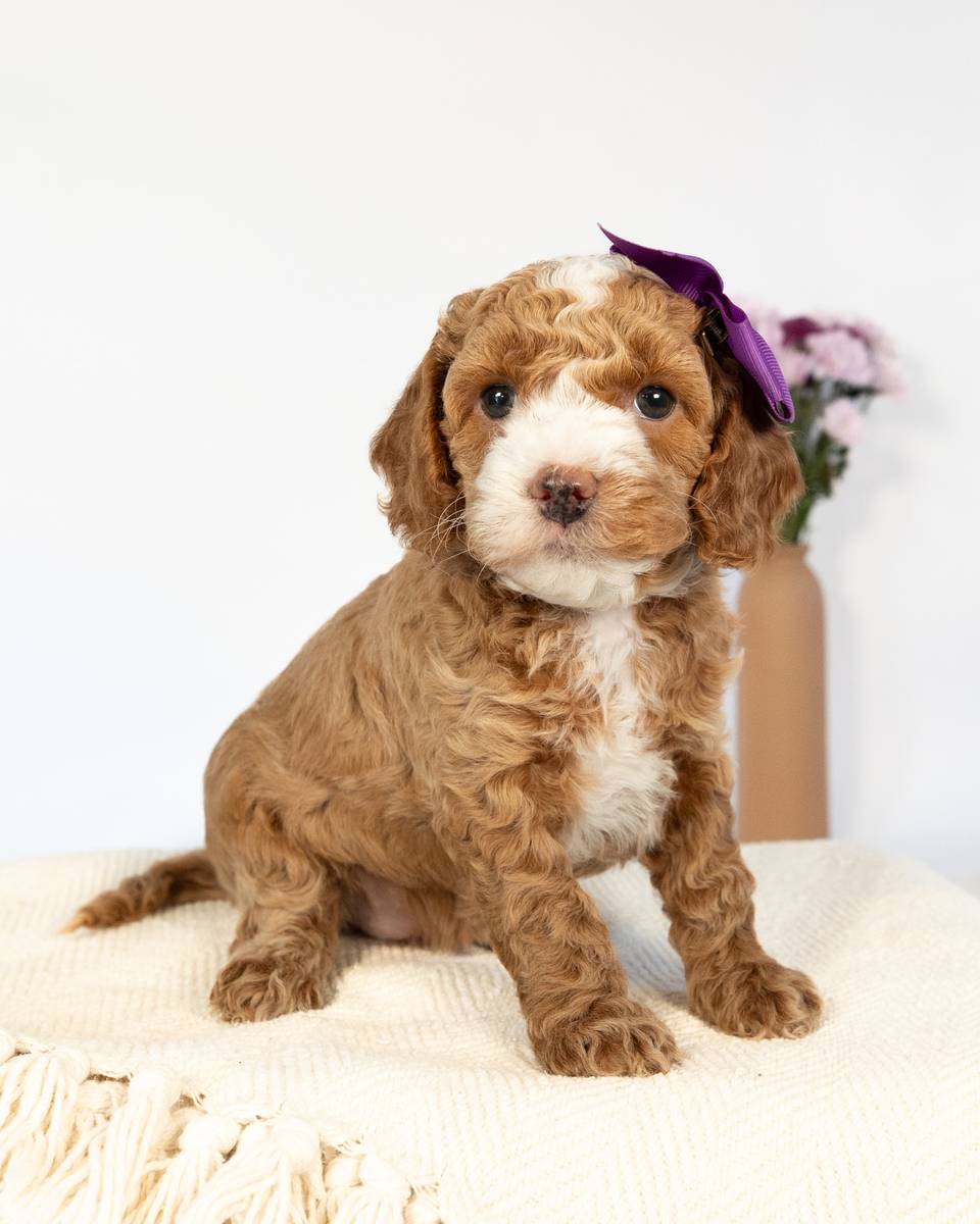 Lady — Golden with White Markings Cockapoo puppy from Forever and Always Doodles, Virginia