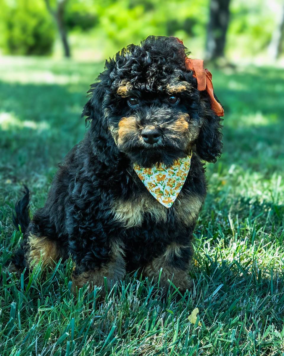 Louisa — Black Phantom Cockapoo curly coat puppy from Forever and Always Doodles, Virginia