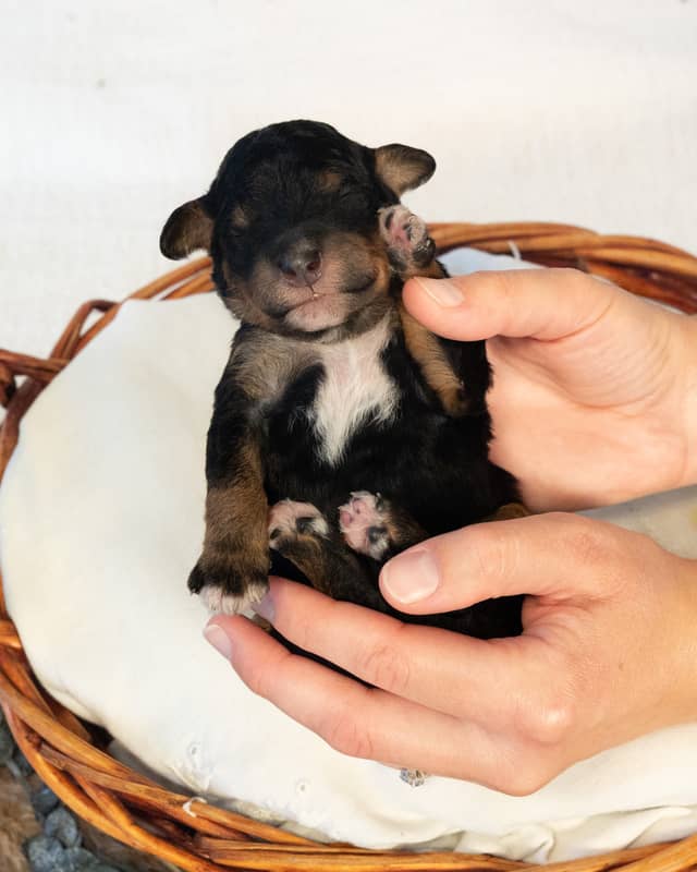 Thor, a Phantom Bernedoodle puppy