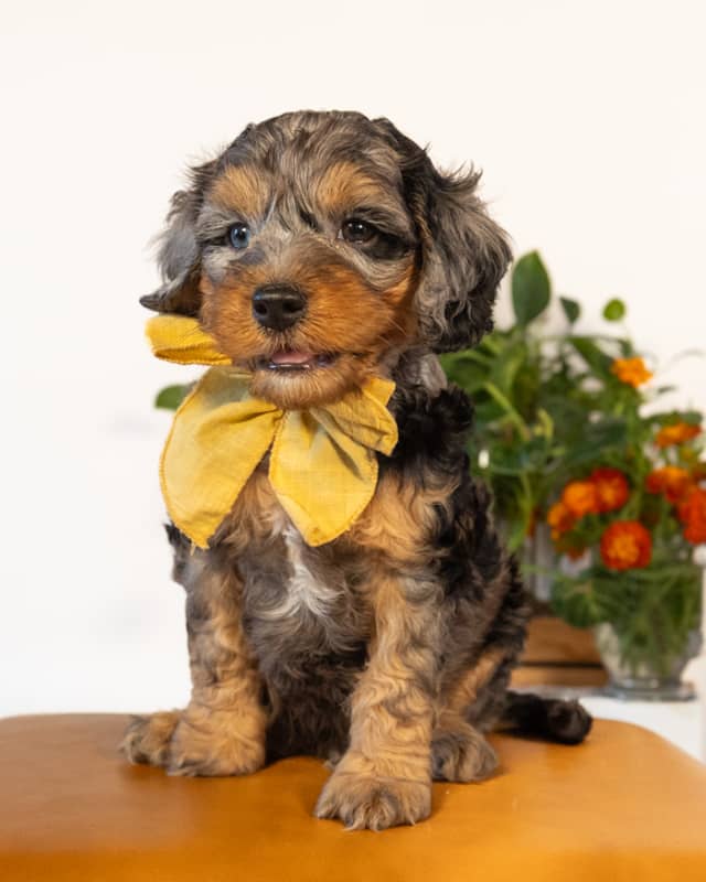 Dickens, a Blue Merle Phantom with White Markings Cockapoo puppy