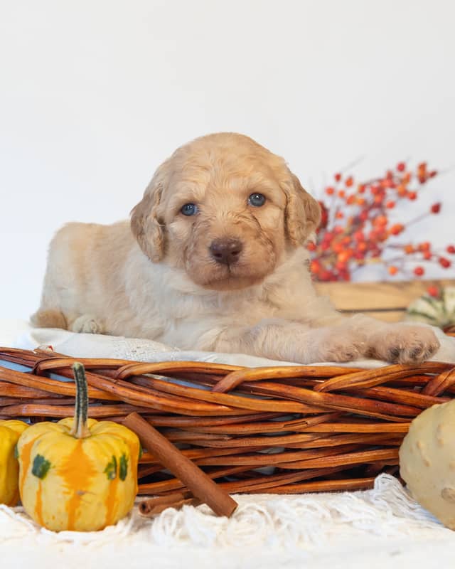 Hermione, a Golden Goldendoodle puppy