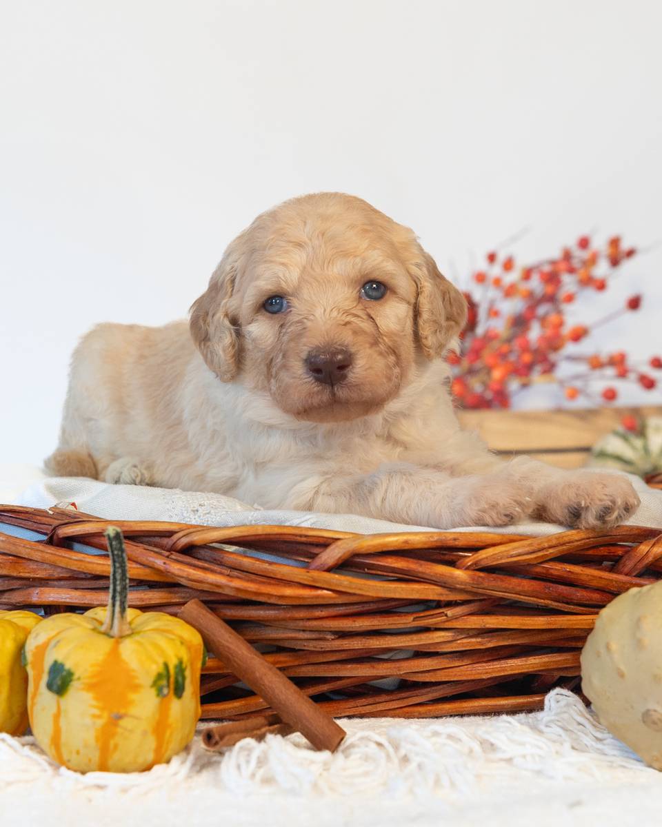 Hermione, a Golden Goldendoodle puppy