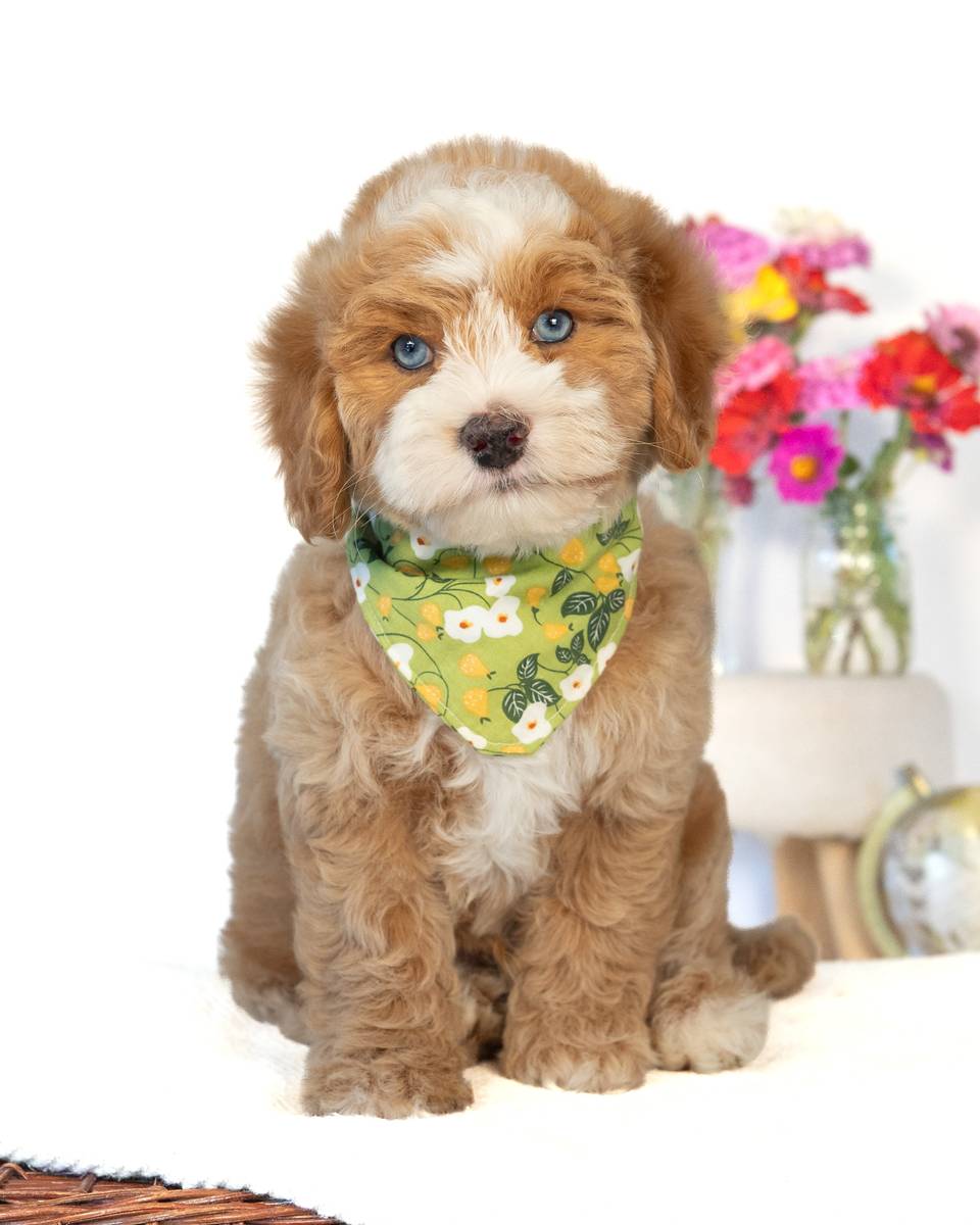 Rome, a Golden with White Markings Cockapoo puppy