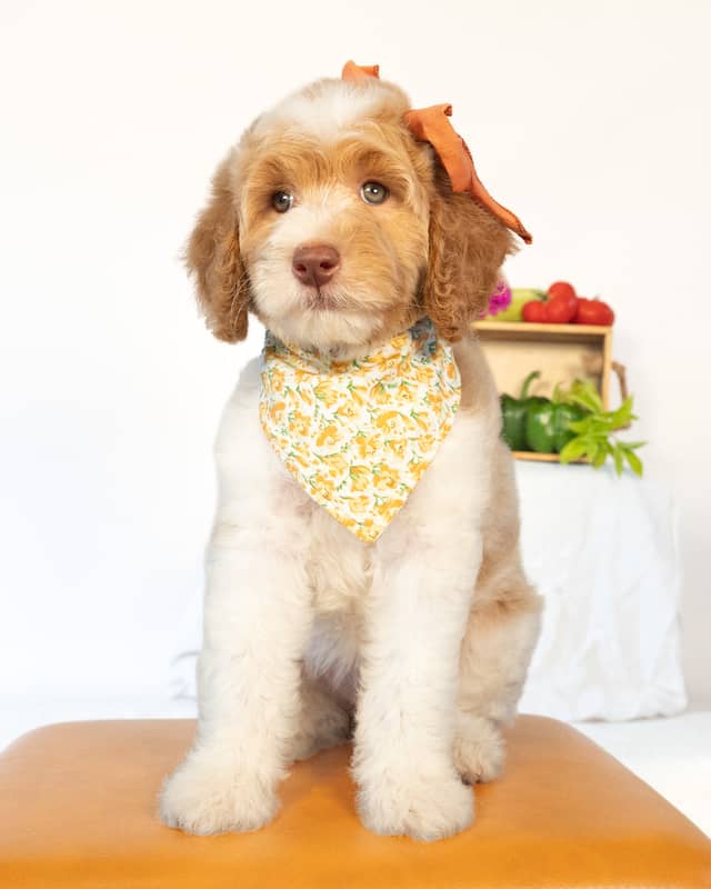 Peony, a Golden Parti Goldendoodle puppy