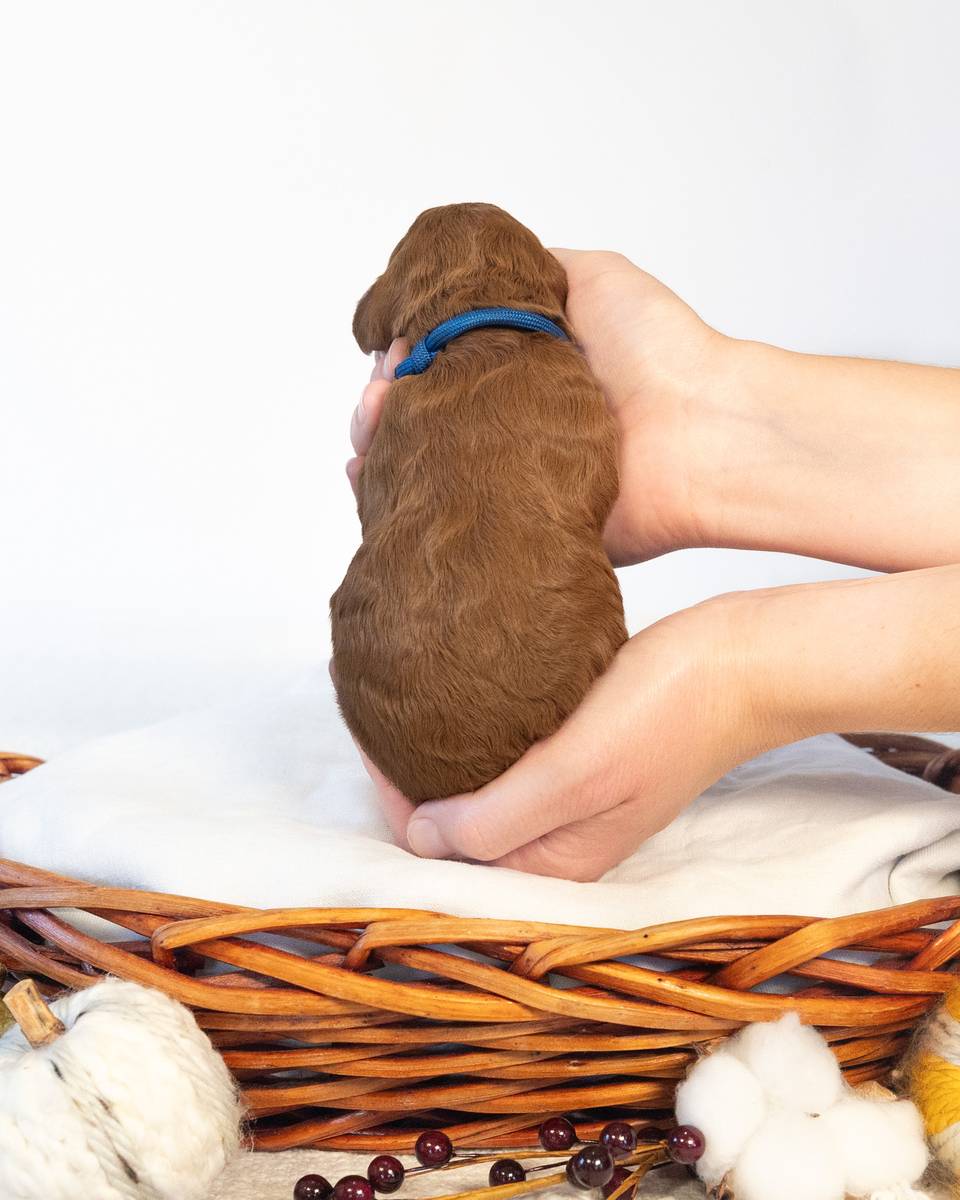 Pecan, a Apricot Goldendoodle puppy