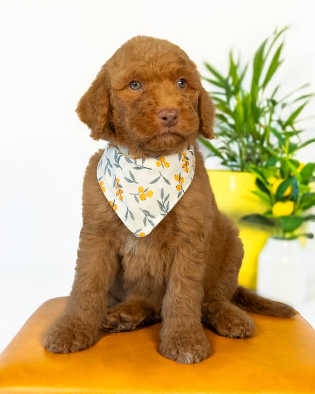 Neverland, a Golden with White Markings Goldendoodle puppy