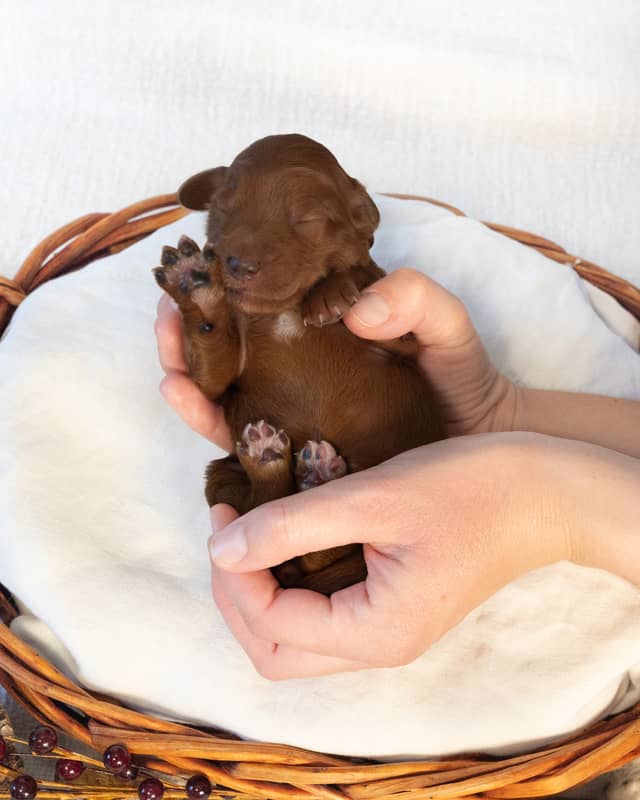 Cinnamon, a Red with White Markings Goldendoodle puppy