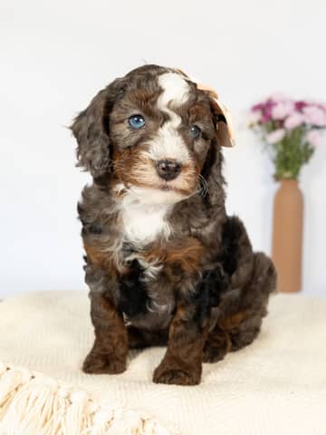 Tri-Color Blue Merle Cockapoo puppy raised by Forever and Always Doodles in Virginia