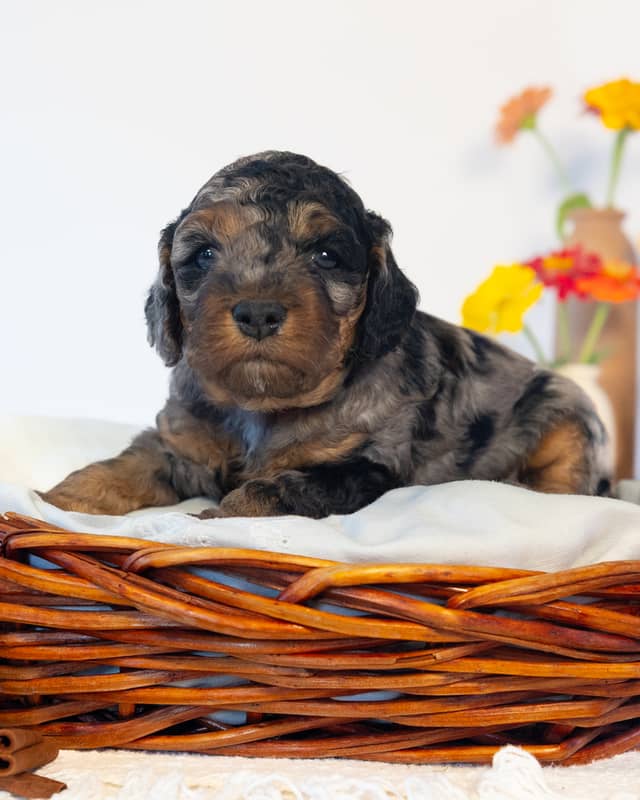 Mocha, a Blue Phantom Merle Cockapoo puppy