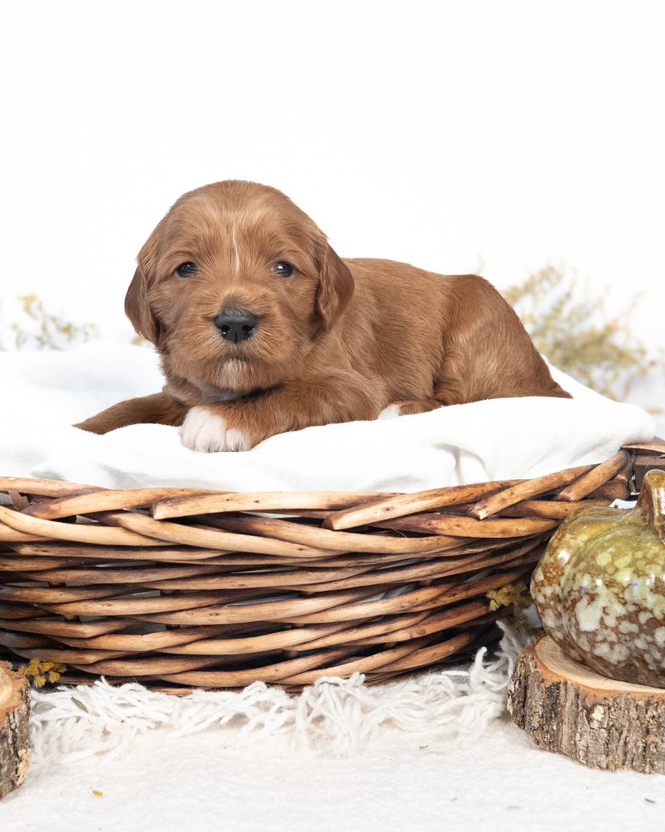 Amber — Apricot with White Markings Goldendoodle puppy from Forever and Always Doodles, Virginia