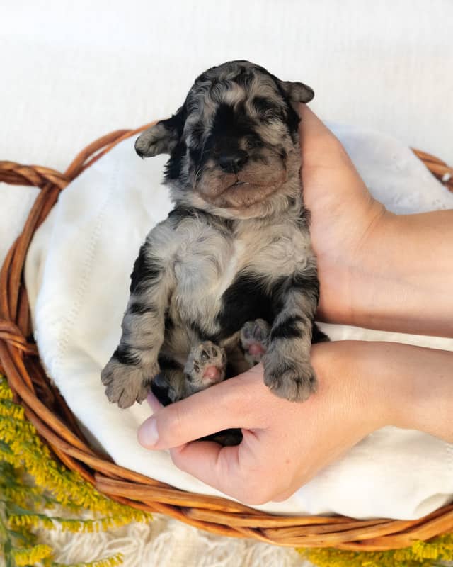 Dumbledore, a Blue Merle Goldendoodle puppy
