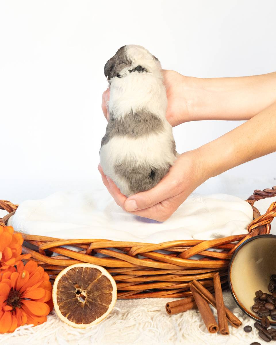 Latte, a Parti Merle Cockapoo puppy