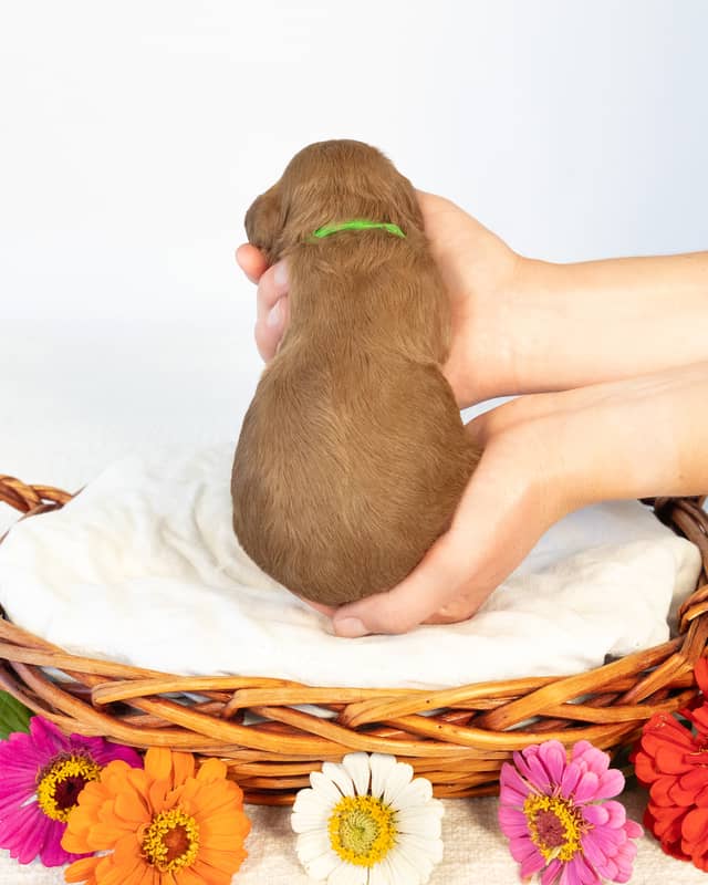 Dodge, a Golden with White Markings Goldendoodle puppy