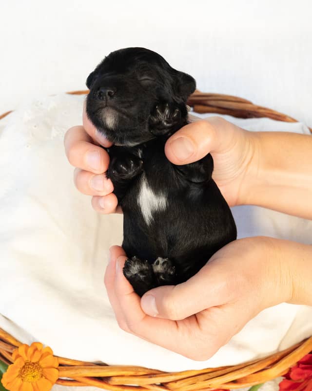 Dublin, a Black with White Markings Cockapoo puppy