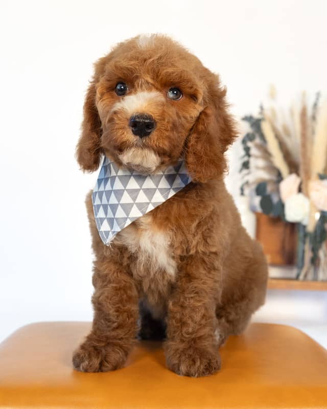 Doyle, a Golden with White Markings Cockapoo puppy