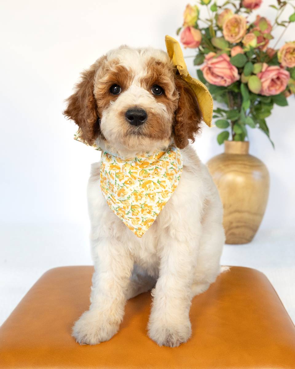 Lily — Golden Parti Goldendoodle puppy from Forever and Always Doodles, Virginia