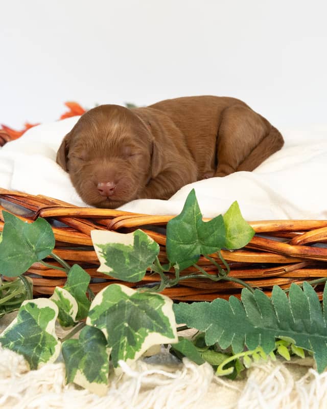 Nana, a Apricot with White Markings Goldendoodle puppy