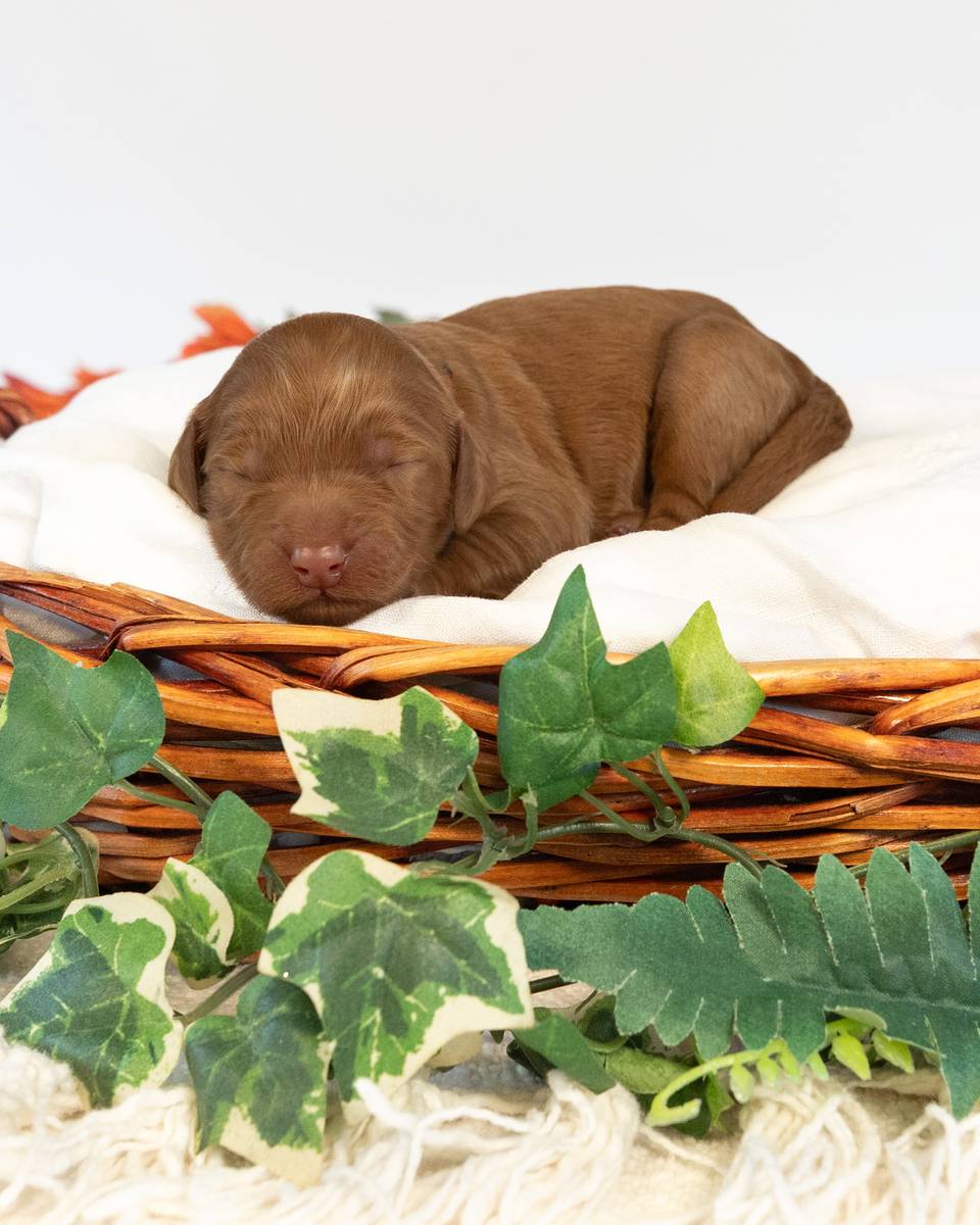 Nana, a Apricot with White Markings Goldendoodle puppy