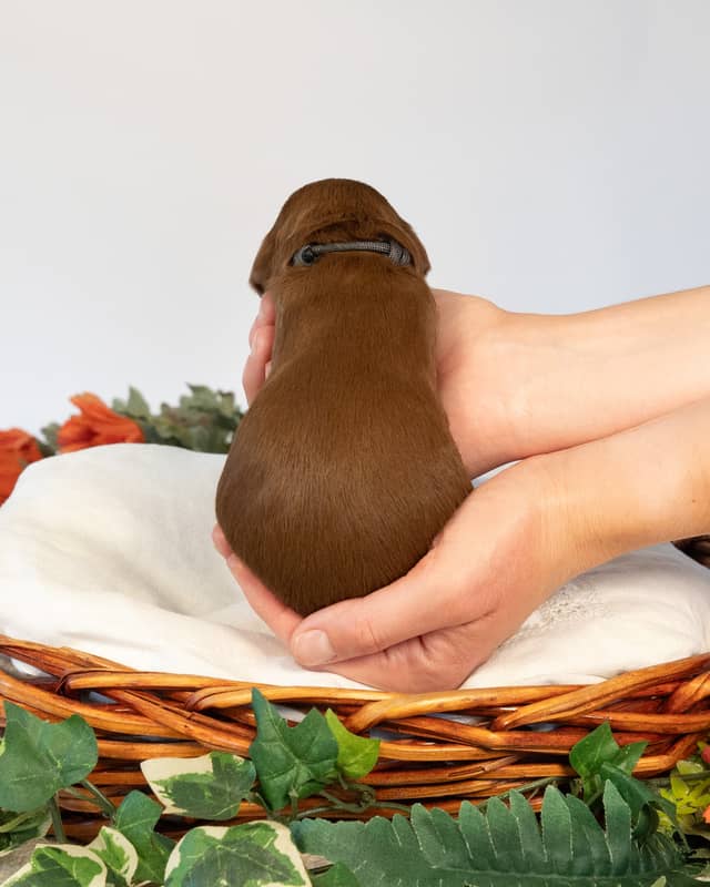 Tootles, a Apricot with White Markings Goldendoodle puppy