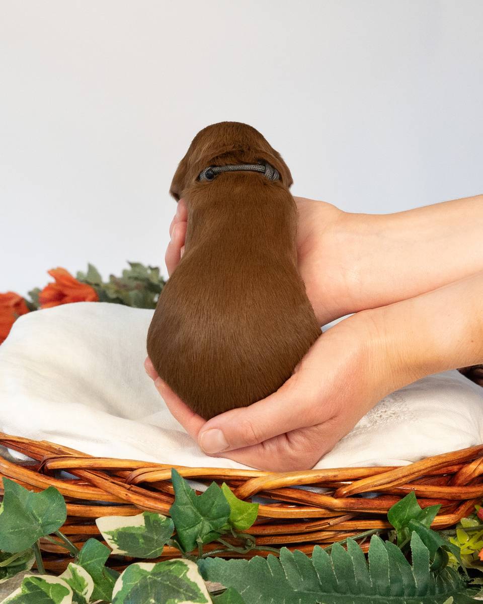 Tootles, a Apricot with White Markings Goldendoodle puppy