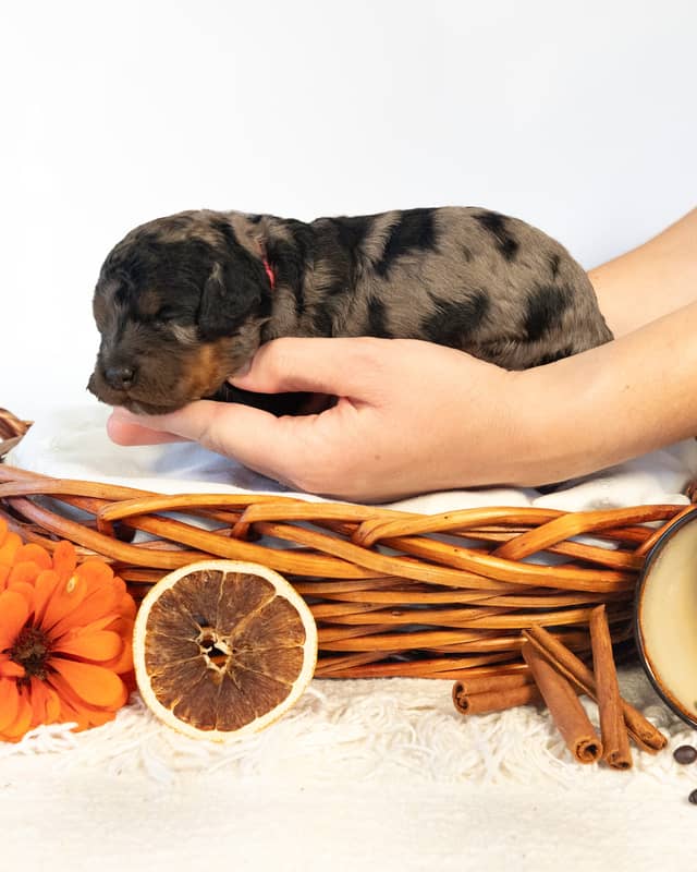 Mocha, a Blue Phantom Merle Cockapoo puppy