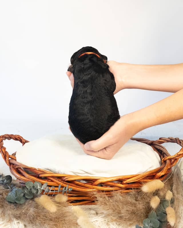 Gunnar, a Tri-Color Black Bernedoodle puppy