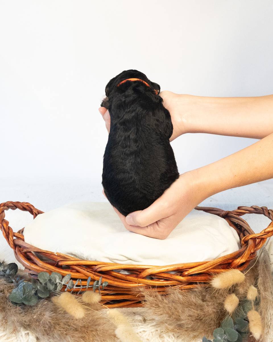 Gunnar, a Tri-Color Black Bernedoodle puppy