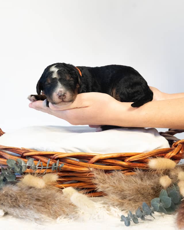 Gunnar, a Tri-Color Black Bernedoodle puppy