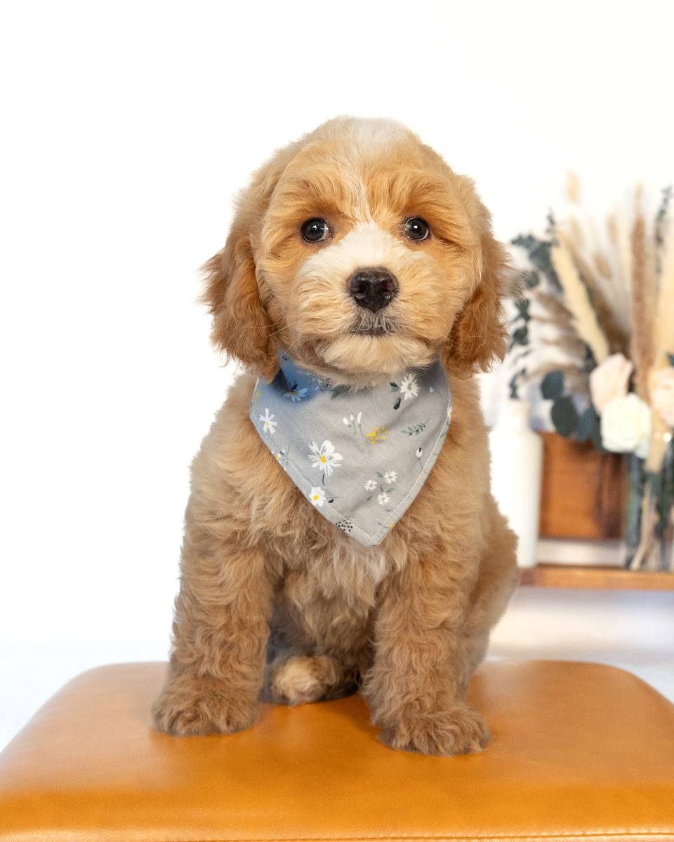 Barrie, a Light Golden with White Markings Cockapoo puppy