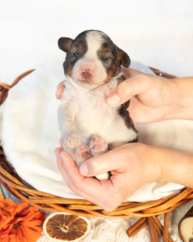 Chai, a Phantom Parti Merle Cockapoo puppy