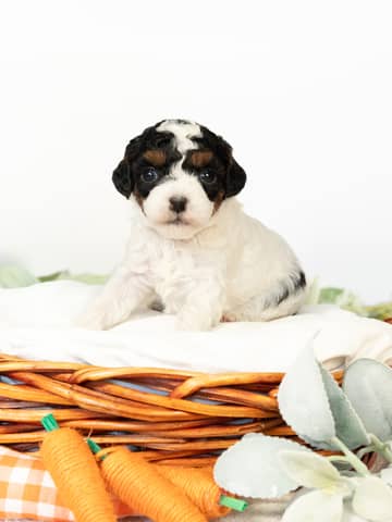 Black Phantom Parti Cockapoo puppy — Anne