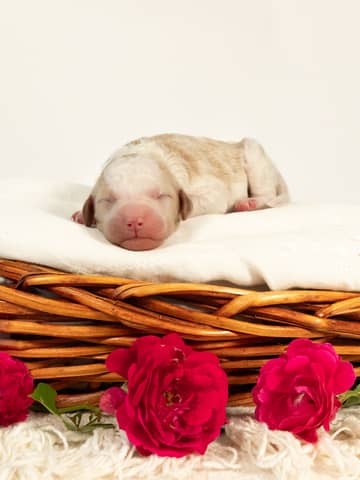 Golden Parti Goldendoodle puppy raised by Forever and Always Doodles in Virginia