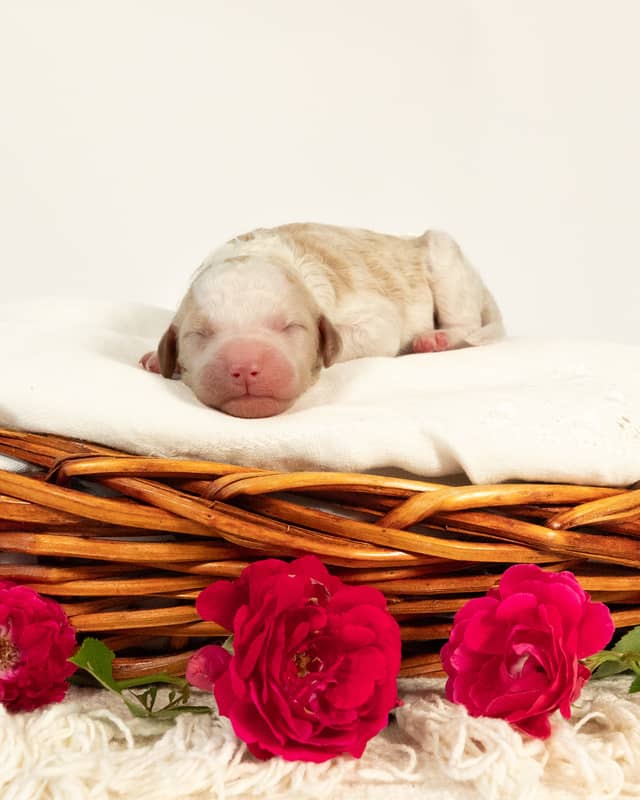 Javi, a Golden Parti Goldendoodle puppy